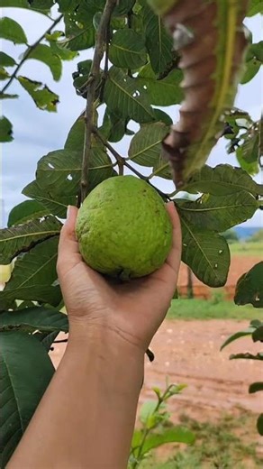Harvesting guava 🏡🙌 #housewifeblogger #viral #dailyroutine #simple