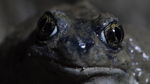Spadefoot toads spring back to life as the first raindrops begin to fall - Wild Canadian Weather