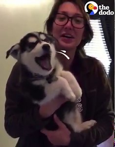 This puppy forgot how to bark (sound on 🔉) | The Dodo