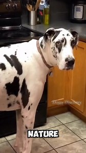 4.5K views · 74 reactions | Giants Among Dogs: 5 Biggest Dog Breeds on Earth! Part 3 | Doggy Discovery | Facebook
