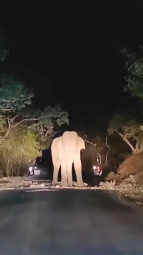 Terrifying Elephant Attack Caught on Camera | Real Wild Encounter
