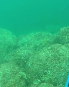 234K views · 2.4K reactions | Single band slayin’! 錄 // @cj_conrad: “Single band for the W ⚡️⚡️ ~ Nothing better than knocking out big Cabs in 3 knot current with the 90cm” | Spearchannel | Facebook