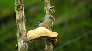 Nature, Bird, Garden. Free Stock Video