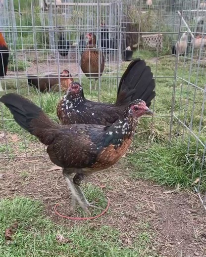 2 dark speck penny pullets | penny