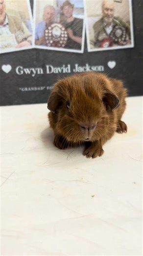 Check out this baby Guinea pig…. Potential superstar #babyguineapig