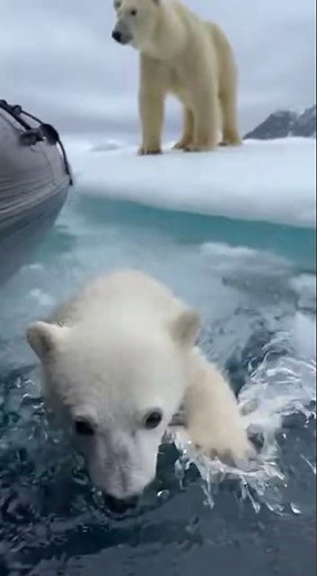 Polar Bear Cub Rescued From Icy Waters