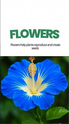 Plant structure and function