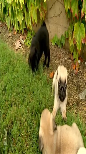 Pug Lifestyles on Instagram: "This is a puggle not a pibble - Credit : gimbi.on.da.banket On TikTok DM for Credit or removal! - #pug #pugdog #pugsofinstagram #pugsoftheday #puglife #babypug #puglovers #pugloversclub #pugstagram #puglet #pugsrequest #pugofdestiny #pugsforever #pugsdoingthings #pugloversofinsta #pugmaniacos #pugsoftheworld #pugaday #pugo #pugfanworld #popularpugs #worldofpug #obsessedwithpugs #pugsofinsta #pugofhome #blackpugpuppy #pugsmania #blackpugsofinstagram #pugmom #ilovepug