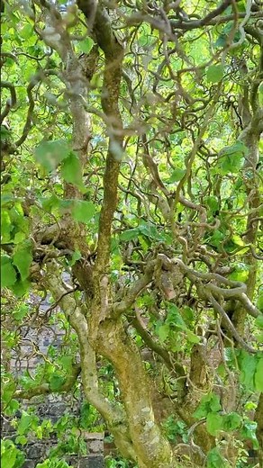 Corkscrew Hazel, Corylus Avellana 'Contorta' #gardening