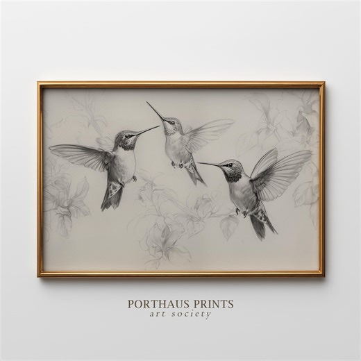 Antique Hummingbird Sketch Print: Vintage Nature Wall Art (digital Download) - Etsy