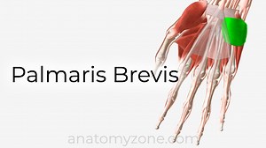 Palmaris Brevis - Origin, Insertion, Action, 3D Model | AnatomyZone