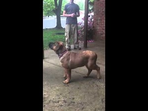 Boerboel and Rottweiler mixed