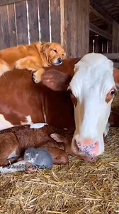 This Cow Tried to Love the Kitten, The Kitten Had Other Plans #cows #kittens #dog #cuteanimals | UntoldHeavy Stories