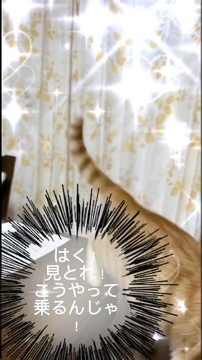 さすが！にゃらん！#cat #にゃらん #猫のいる暮らし #保護猫 #茶とら#ねこ＃パイロット