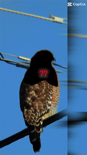 Creative Bird Editing Techniques in CapCut