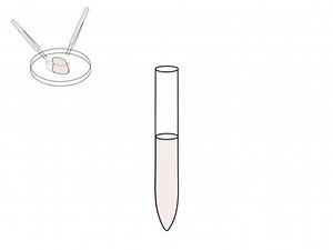 Isolation and Culture of Post-Natal Mouse Cerebellar Granule Neuron Progenitor Cells and Neurons