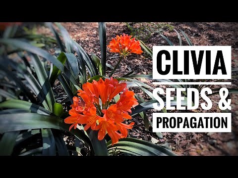 Growing Clivias from seed | Care Guide