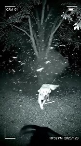 Mpsa vs dinose 😜😂😂 | Makgowa Aka Black Italian