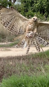70 reactions · 4 comments | Eagle fly down hunt bird of prey on the ground #Amazing #eagle #hunting | Ros Veasna | Facebook