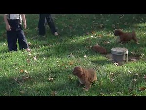 Cavapoo Puppies For Sale