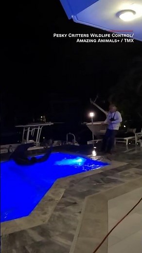Florida homeowners discover ‘massive’ animal swimming in their pool