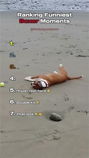 Top 7 Funniest Boxer Dog Moments!😂🐶