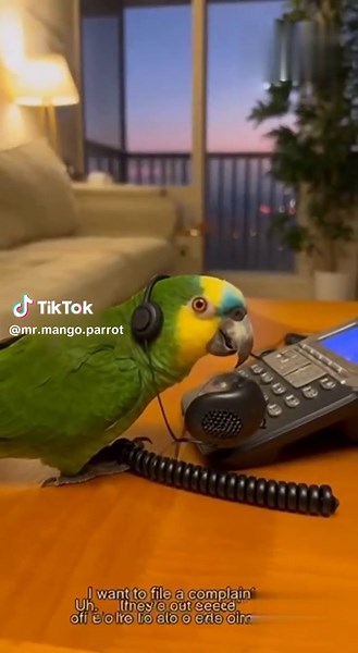 When your parrot calls customer service because the snack jar’s empty 😤📞😂 #parrot #ComedySketch