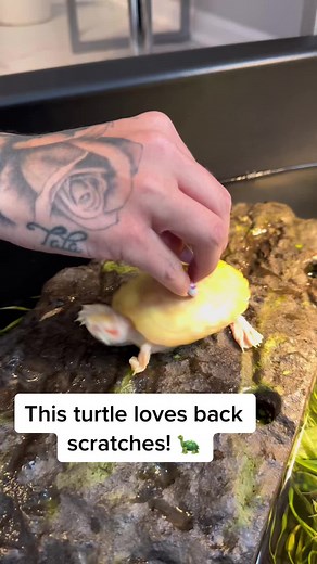 Turtle Loving Back Scratches! 🐢 #TurtleTok #ASMR #Satisfying