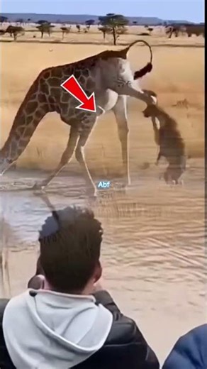 jaguar vs Girraffe attacks clash #animalbattle #funny #jaguar #heyna