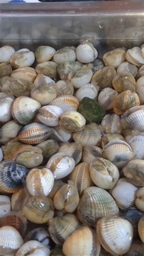 Catch & Cook Cockles. hookedonalgarve 🛶🎣🐟