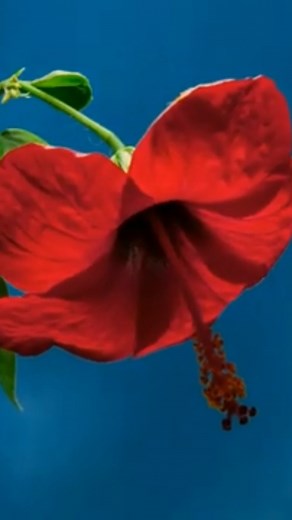 Musique Relaxante  La Danse des Fleurs – Piano & Sérénité Retrouve...