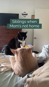 222K views · 7.2K reactions | The paws are coming out!  Let's see those fur siblings. | Diamond Pet Foods | Facebook