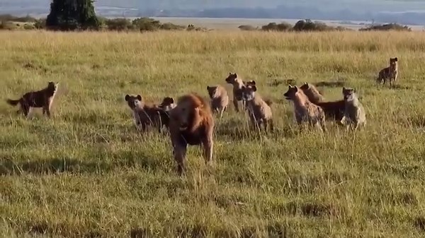 75K views · 856 reactions | Rare footage of hyenas recklessly fighting lions_#animal #wildlife #viral #trendingtopic | Family Storm Stories | Facebook