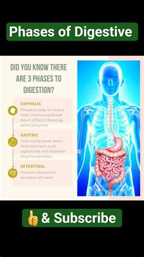 Phases of Digestion #stomach #anatomy #physiology