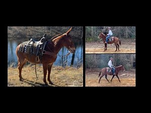 Ranch/Hunting/Trail Mule For Sale