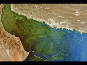 First Look at PACE Ocean Color Observations