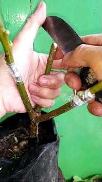 Triple varieties on one tree