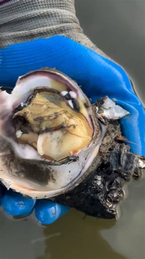 Amazing Oyster Opening! 🦪 Beautiful Pearl-Like Shellfish Inside 😱