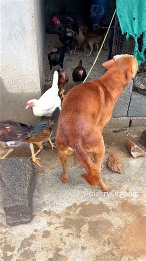 Happy chicken & other birds N-81