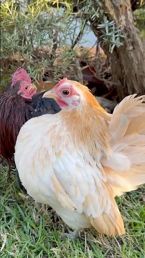 World’s Smallest Chicken Breed: EXTREME MICRO SERAMA PAIR