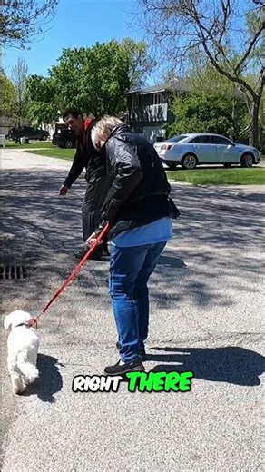 Master Dog Training: Get Your Dog's Attention FAST! #shorts