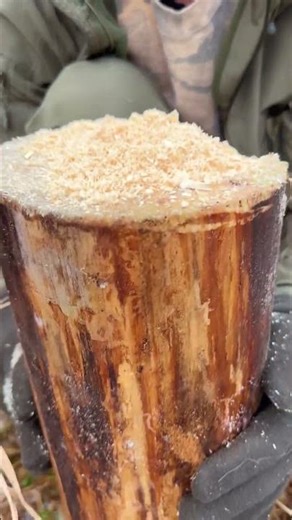 #The Ultimate One Log Fire Experiment Finnish Candle #camping #survival #bushcraft #viral #shorts