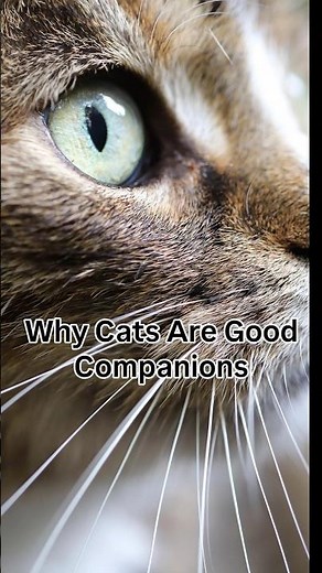 Why Cats Are the Best Pets 🐱💙