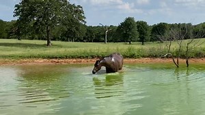 1.3K views · 300 reactions | Cameo The Hippo, as discussed on this mornings podcast, Horses in the Morning! Horses in the Morning is the longest running daily equine podcast with almost 2500 episodes!. www.horsesinthemorning.com | Horses in the Morning | Facebook
