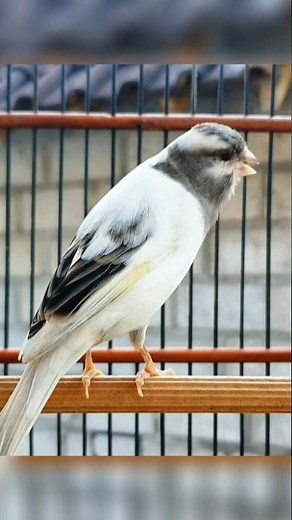 calming bird sounds #birds #birdlovers #animallife