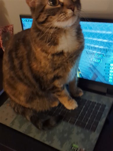 guys I found my cat on my computer I don't put her on there to not disconnect 😔 #relatable #robloxfyp #games #fyp #animal @👁️👅👁️ @theuhduhduh @Iluv6yari @macieee! @🤍0c34n🤍