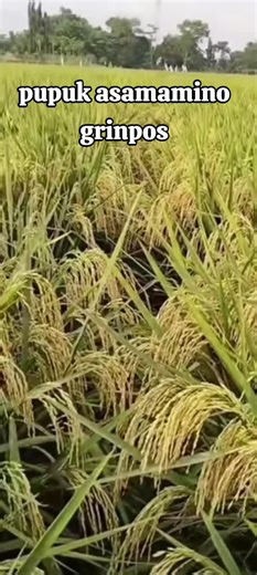 pupuk semprot grinpos asamamino pupuk impor berkualitas tinggi #pupuk #asamamino #berkualitas#petaniindonesia🇮🇩🇮🇩🇮🇩🌿🌿 #pyfツ