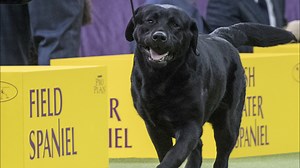 What are the most popular dog breeds in SF? AKC releases annual list