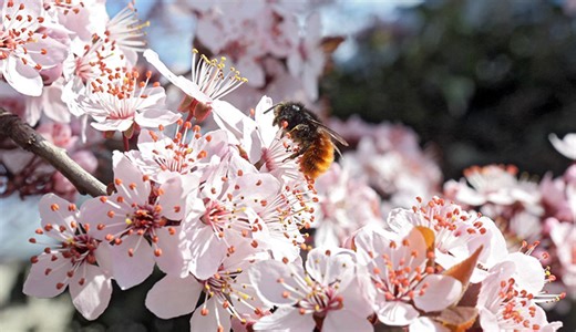 How to make a bee hotel | Natural History Museum