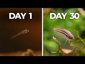 I Raised Baby Bettas for 30 Days (Here's What Happened)